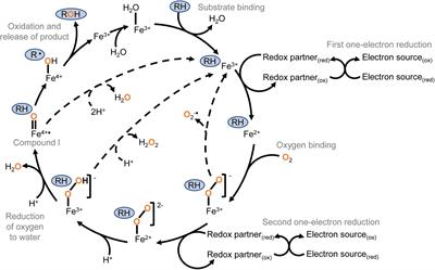 Reductive Cytochrome P450 Reactions and Their Potential Role in Bioremediation